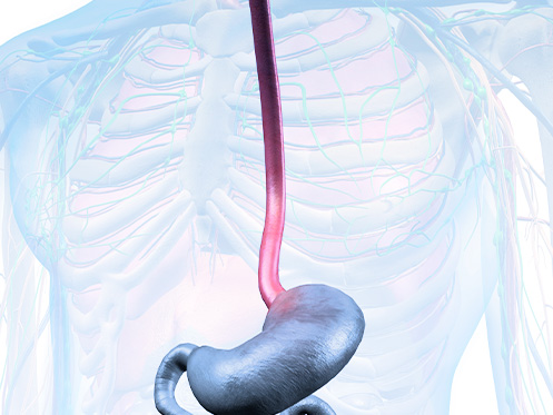 A imagem ilustra a parte interna do corpo humano, destacando o esófago