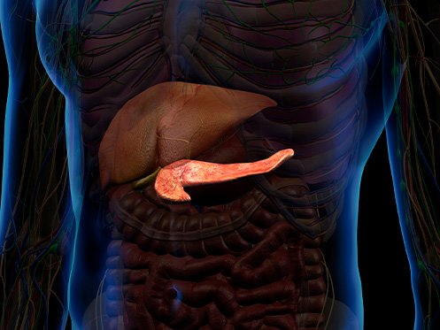 Imagem ilustra a parte interna do corpo humano, destacando o pâncreas