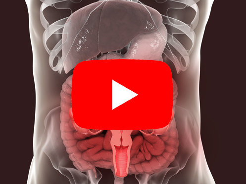 A imagem ilustra a parte interna do corpo humano, destacando o intestino.